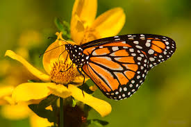 Desarrolla UNAM modelo para salvar a la mariposa monarca