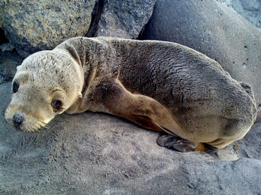 Rescatan a foca bebé en Baja California