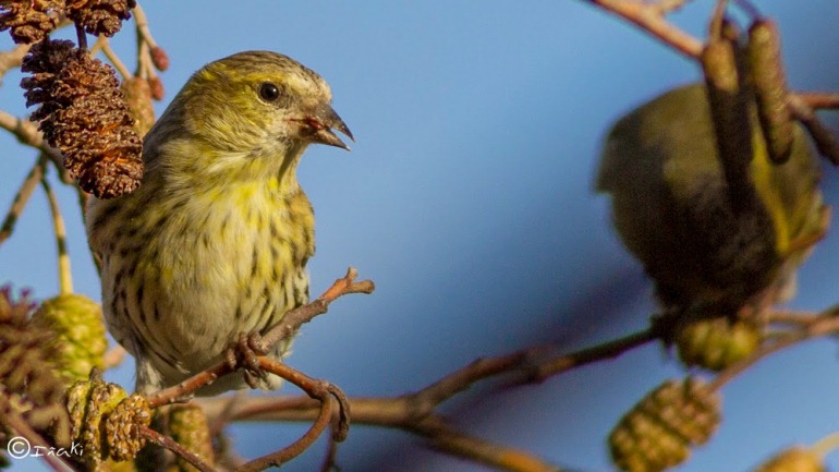 Conoce al lúgano; un pequeño pájaro que también ama viajar con sus amigos cercanos