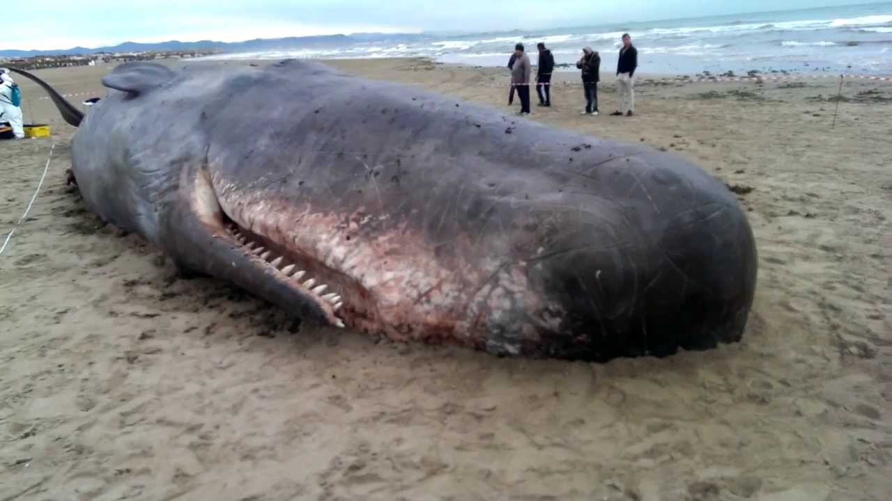 Investigan causas de la muerte de ballena