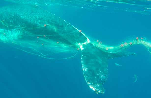 Inician desenmalle de ballena en Los Cabos