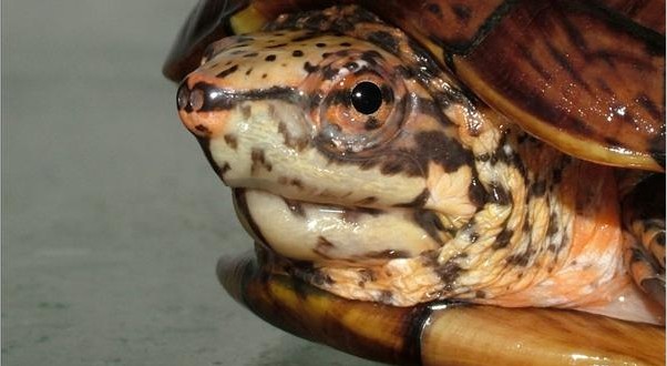 Resguardan 31 tortugas en Yucatán