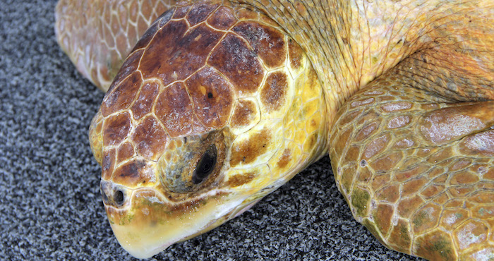 Las altas temperaturas afectan a población de tortugas en Jalisco