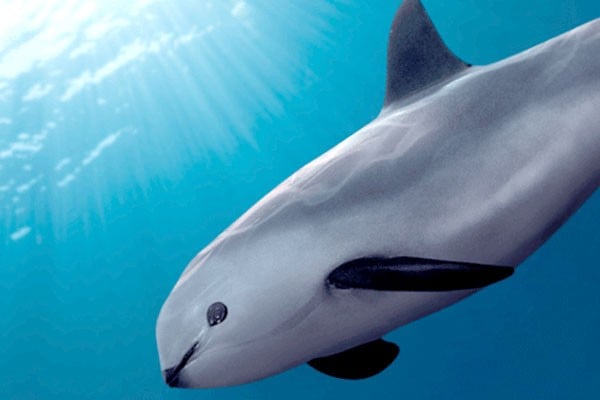 Doble peligro de extinción: ‘totoaba’ y ‘vaquita marina’ en las redes del comercio ilegal
