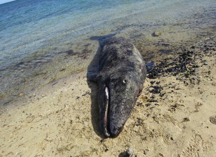 Encuentran ballenas muertas en B.C.S.