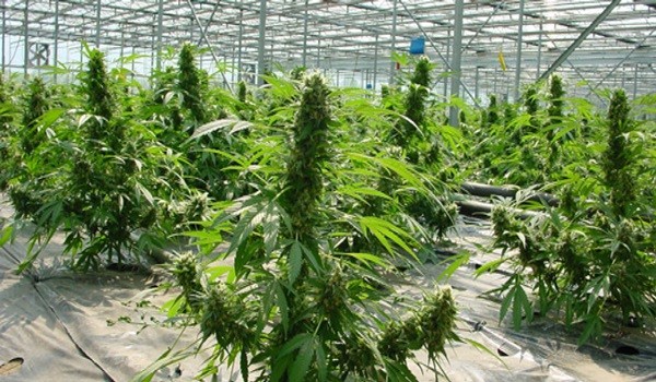 Costa Rica analiza la legalización y el cultivo de marihuana por parte del Estado