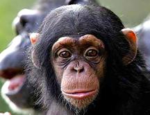 Todo un éxito: La versión chimpancé del famoso “dilema del prisionero”