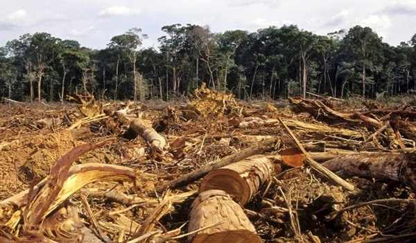 Según una ONG, Bolivia, Paraguay y Argentina talan 25 millones de árboles en un mes en la zona del Chaco