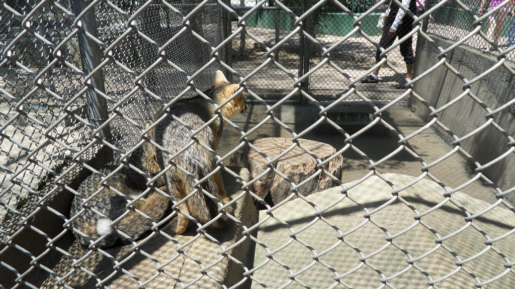 Denuncian malas condiciones en zoológico de Jalisco