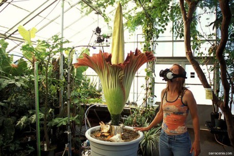 Conoce a la reina de los jardines botánicos, una enorme flor que huele a muertos