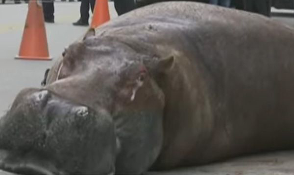 Atropellan en Puebla a hipopótamo que escapó del rancho del presidente municipal