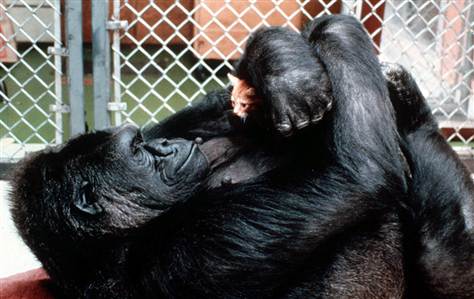 VIDEO: Koko, la gorila famosa por adoptar gatitos, ahora tiene un emocionante mensaje para la humanidad