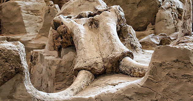 Analizan restos de mamut que murió en el valle de México