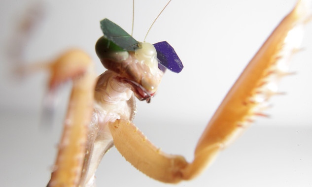 Gafas 3D para mantis religiosas: otro curioso experimento científico