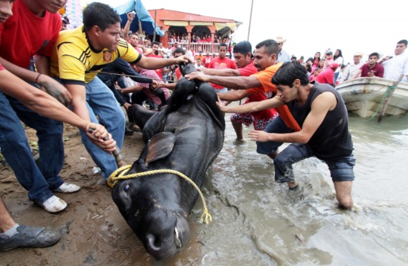 Lanzan campaña contra tortura de Toros en Veracruz