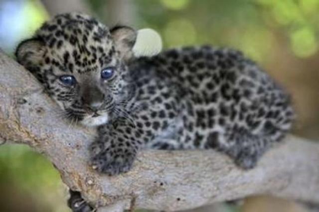 Nacen dos jaguares en Nayarit