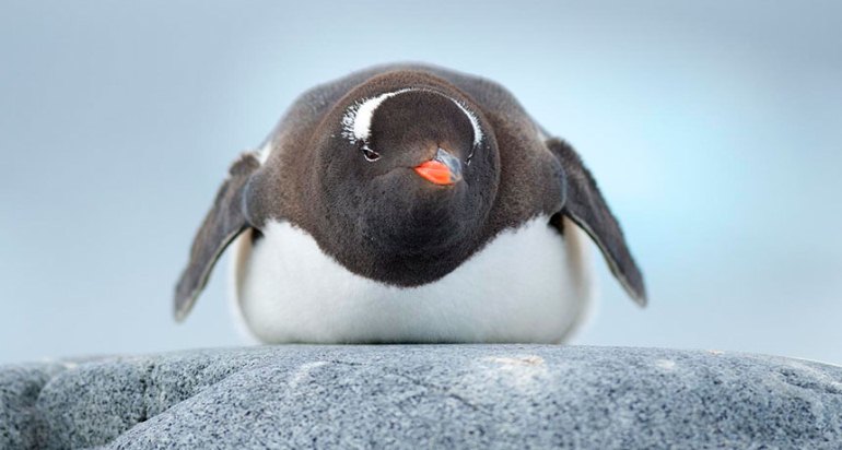 La industria aeronáutica se está inspirando en los pingüinos