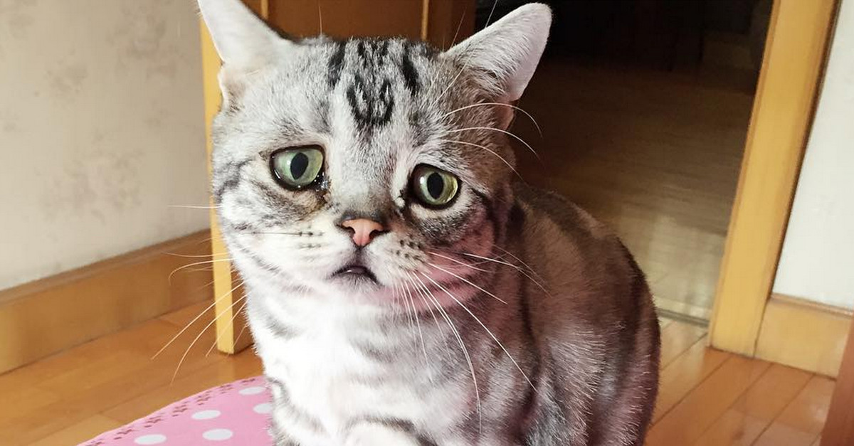 Conoce a Luhu Cat, el gato más triste del mundo que la rompe en Instagram