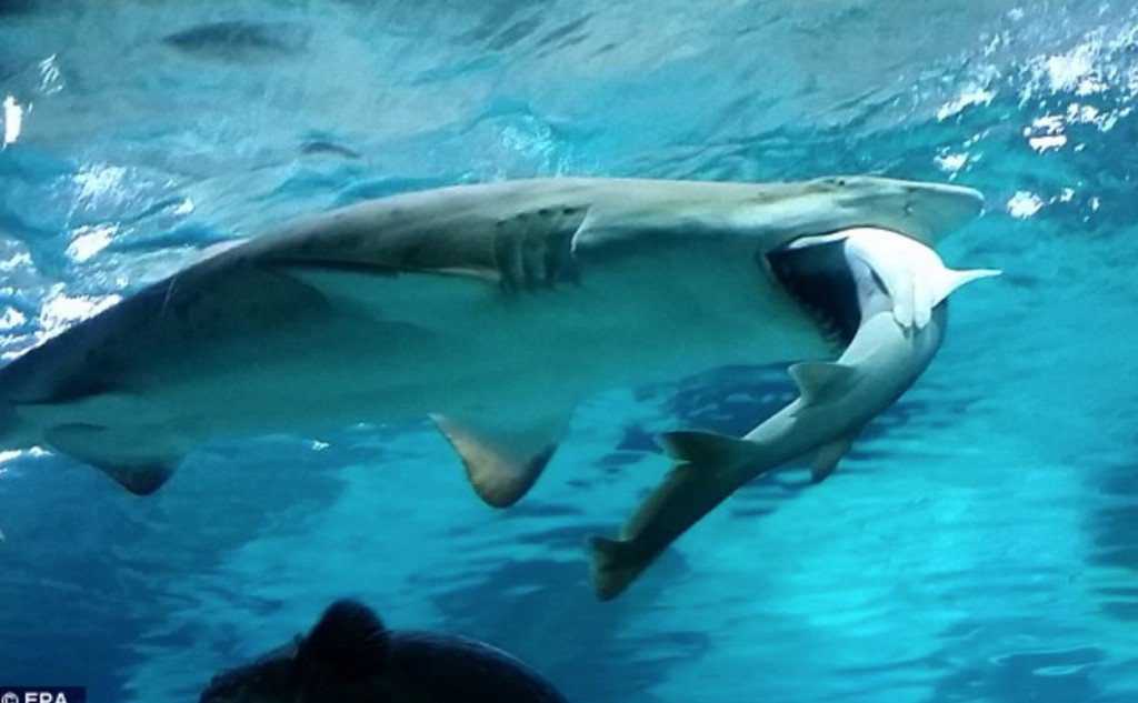 Tiburón devora a otro tiburón y arruina a niños su visita al acuario (VIDEO)