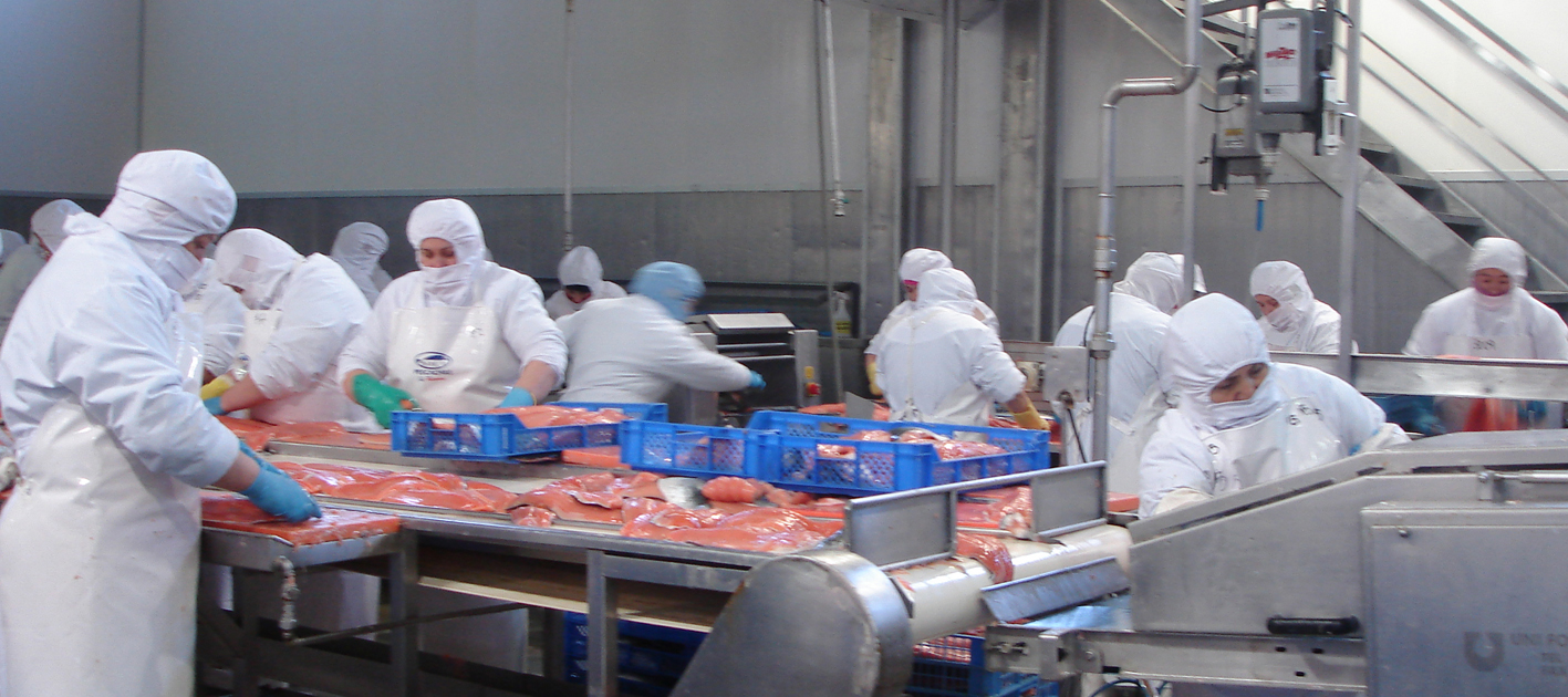 Más de mil trabajadores de la industria salmonera fueron despedidos en Chiloé