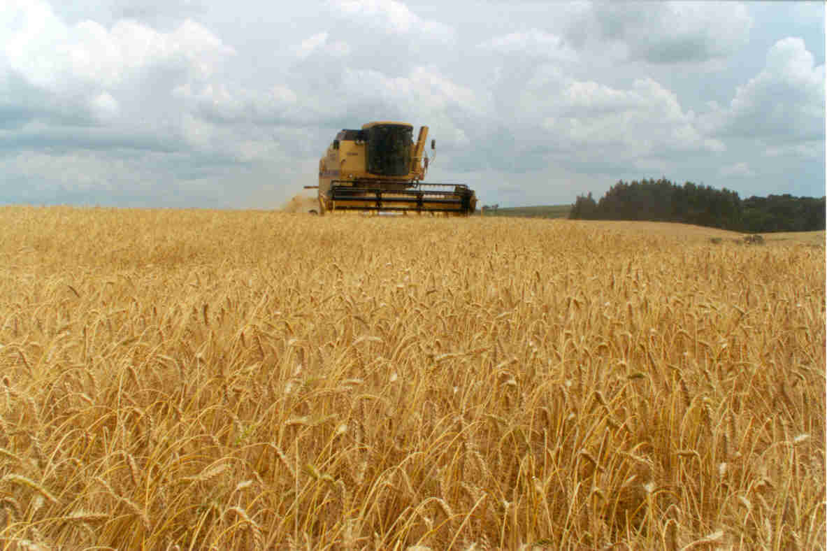 Denuncian pasividad del gobierno ante colusión entre los compradores de trigo