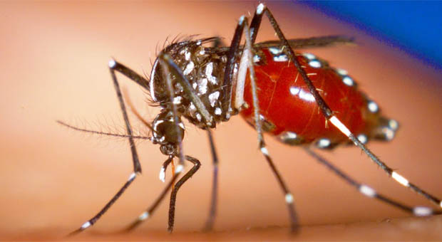 Científicos estudian editar el genoma del mosquito del Zika, para erradicar la enfermedad