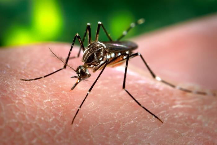 Ministerio de Salud confirma presencia de tres casos del virus Zika en Chile
