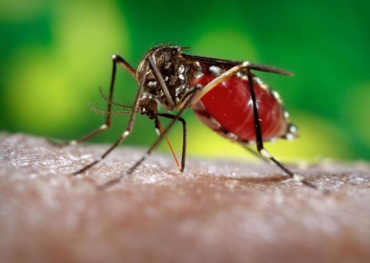 Secretaria de Salud emite recomendaciones para evitar el Zika