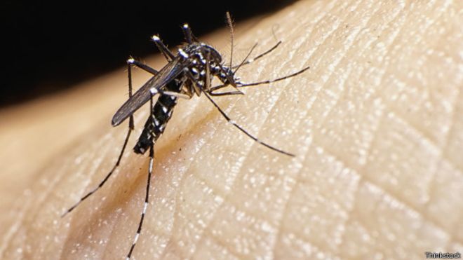 Existe un pez capaz de acabar con el mosquito del zika