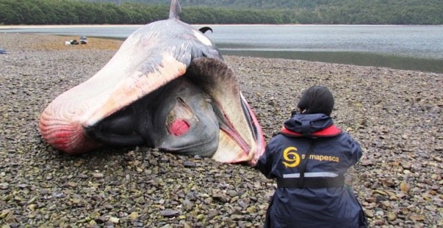 FOTOS: Autoridades chilenas siguen investigando varamiento de 300 ballenas en la Patagonia