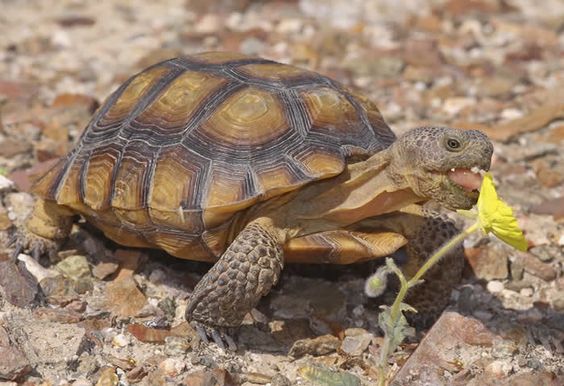 Descubren nueva especie de tortugas en Sonora