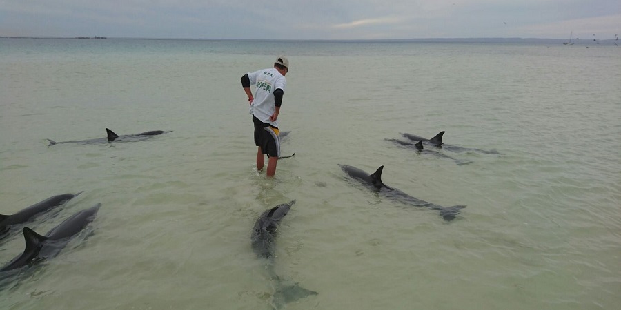 Rescatan 9 delfines varados en BCS