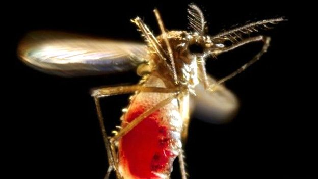 Se declara Querétaro en alerta por virus Zika