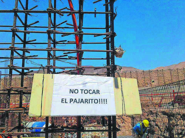 Trabajadores detuvieron parte de construcción para proteger nido de picaflores