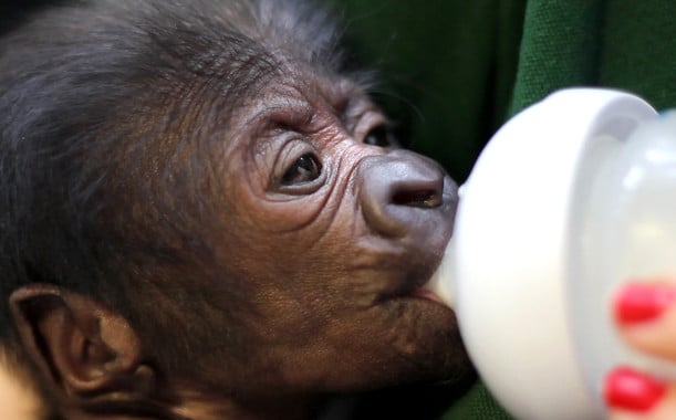 Conoce a la bebé gorila que nació por cesárea (video)