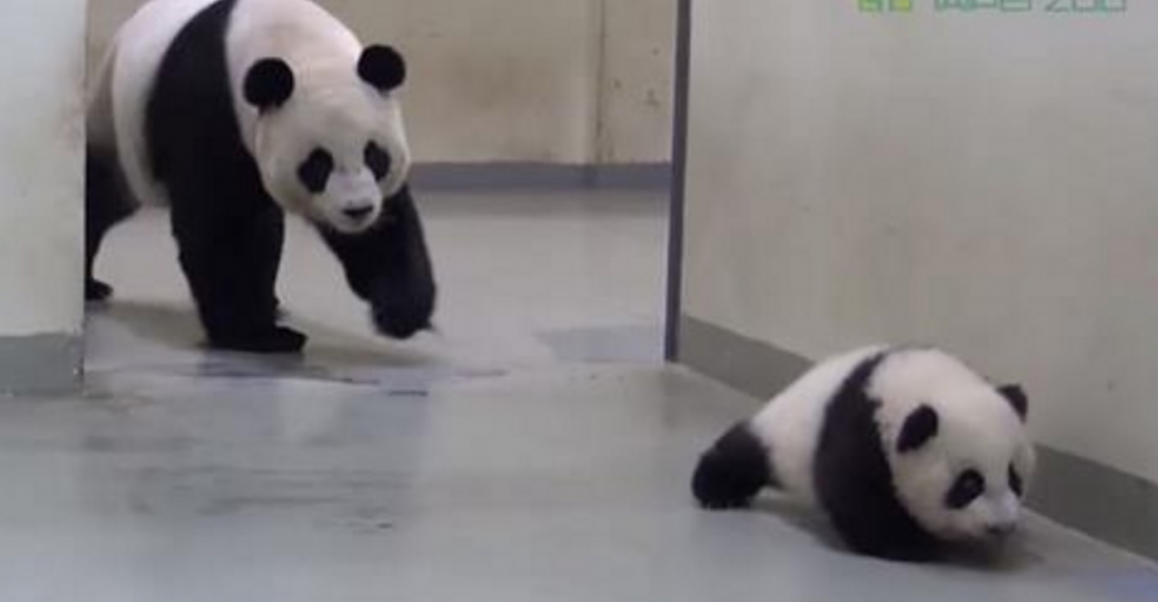Pura ternura: Mira cómo una mamá oso panda manda a acostarse a su pequeño crío