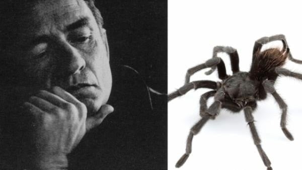 Una tarántula recién descubierta fue nombrada en honor a Johnny Cash