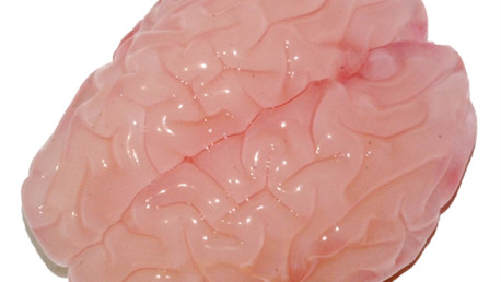 Video-experimento: Así se forman las curvas y pliegues del cerebro