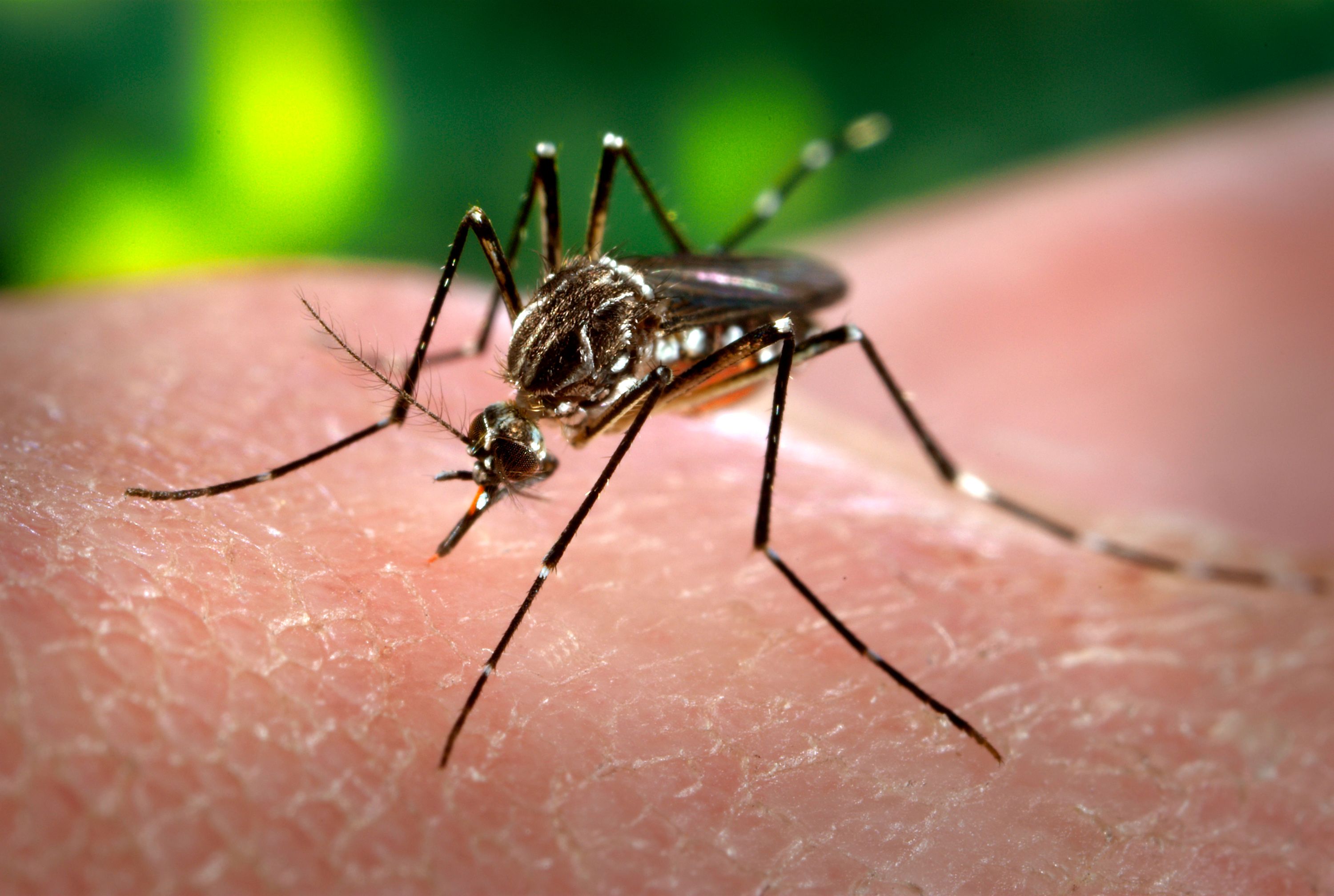 ISP confirma que ascienden a 20 los casos de Dengue en Rapa Nui