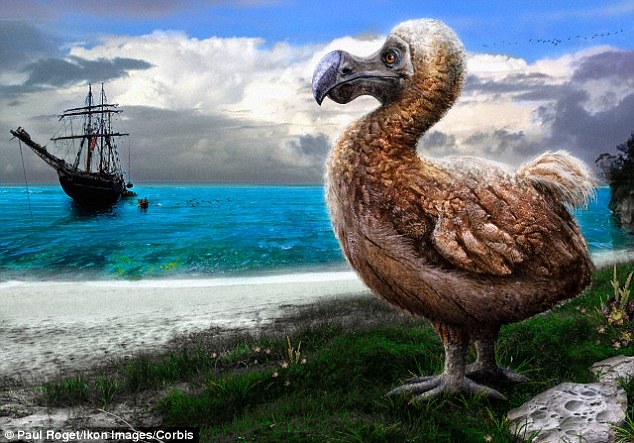 Los dodos fueron aves más inteligentes de lo que se creía