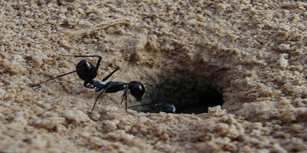 VIDEO: Un nido de hormigas habitaba dentro del oído de una niña