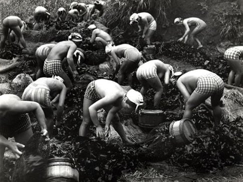 Maravilloso: 10 fotografías de las buceadoras japonesas de los años 50