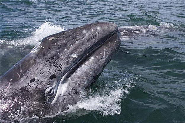 Rescatan  ballena gris en México