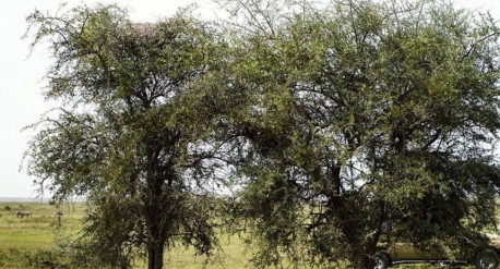 ¿Puedes encontrar al leopardo en este árbol?
