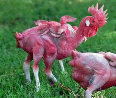 La leyenda de los pollos mutantes de ‘KFC’