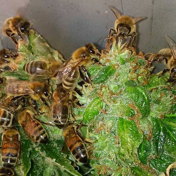 Nicolas Trainerbees, el apicultor que ha conseguido que sus abejas hagan miel con resina de marihuana