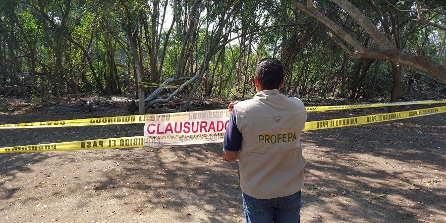 Detiene Profepa destrucción de manglar en Manzanillo