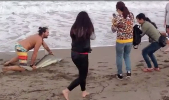 VIDEO: Un hombre arrastra a un tiburón fuera del mar para sacarse fotos con él