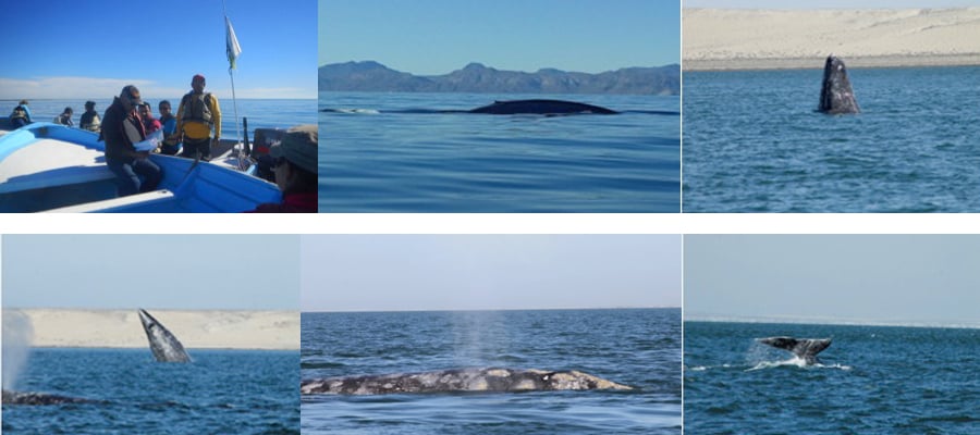 Vigila profepa actividades de observación de ballenas
