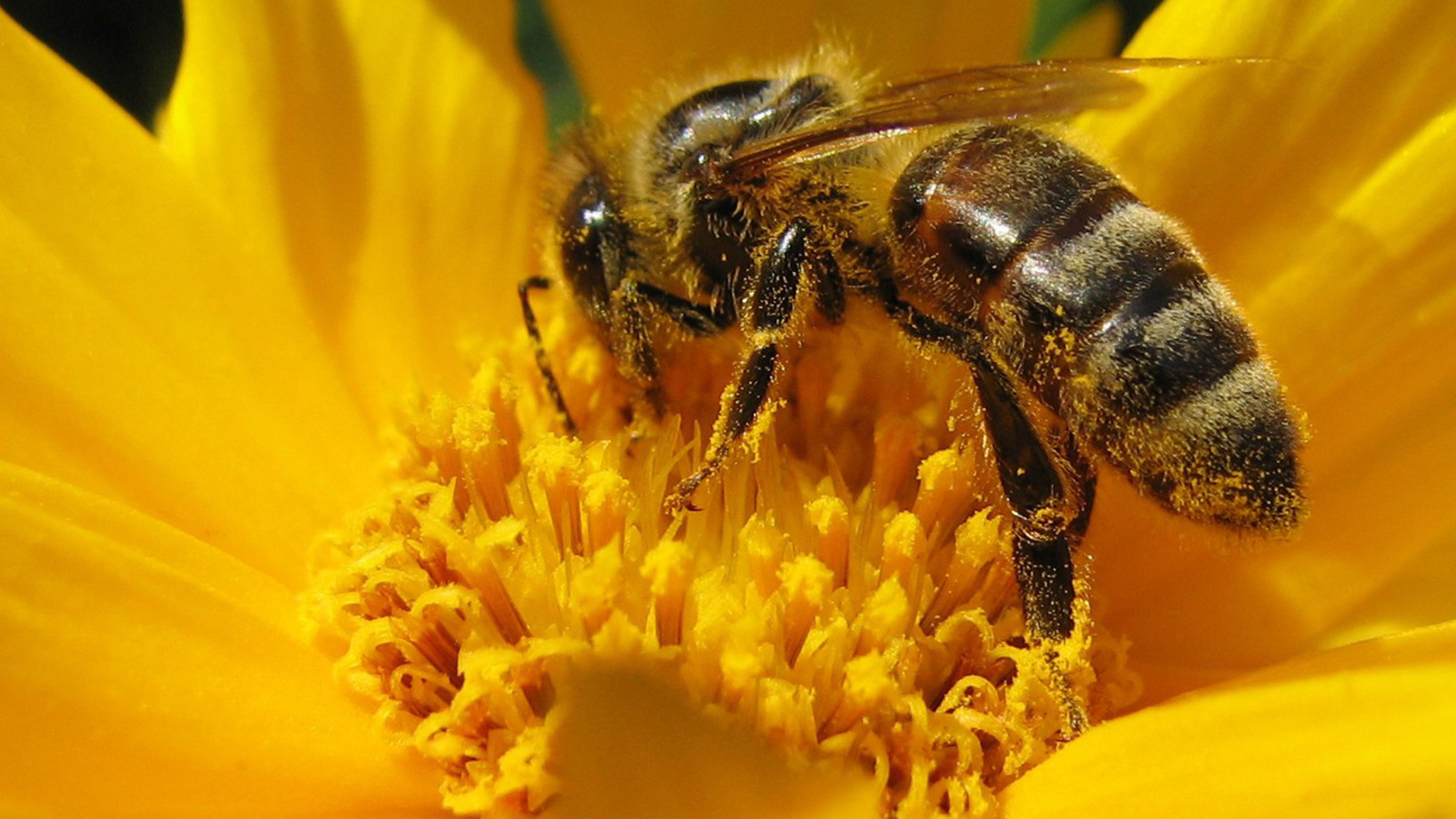 La UNAM rastrea los virus que afectan a las abejas